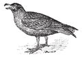 Skuas, vintage engraving