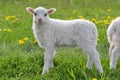 Skudde with lamb on a meadow Royalty Free Stock Photo
