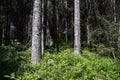 Skuleskogen National Park, Hoega Kusten, Sweden