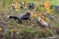 Skulk of Foxes Vulpes vulpes Run About on Island Autumn Royalty Free Stock Photo