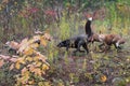 Skulk of Foxes Vulpes vulpes Run Left Across Weedy Island Autumn Royalty Free Stock Photo
