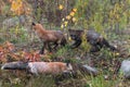 Skulk of Foxes Vulpes vulpes Watch on Weedy Autumn Island Royalty Free Stock Photo