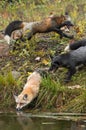 Skulk of Foxes Vulpes vulpes at Waters Edge Autumn