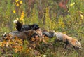 Skulk of Red Fox Vulpes vulpes Come Together on Island Autumn Royalty Free Stock Photo