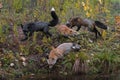 Skulk of Red Fox Vulpes vulpes Run Around Together at Waters Edge Autumn