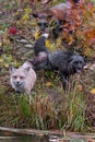 Skulk of Red Fox Vulpes vulpes Gather at Shore Autumn