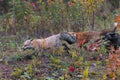 Skulk of Red Fox Vulpes vulpes Runs Left Autumn
