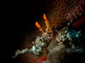 Nudibranch. Dendronotus regius. Skulker Royalty Free Stock Photo