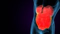 male digestive system inner parts anatomy. 3d render Royalty Free Stock Photo