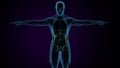 male digestive system inner parts anatomy. 3d render Royalty Free Stock Photo