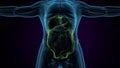 male digestive system inner parts anatomy. 3d render Royalty Free Stock Photo