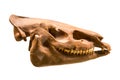 The skull of Anchitherium Latin: Anchitherium sp. is isolated on a white background. Paleontology Late Pliocene Royalty Free Stock Photo