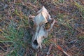 The skull of an animal lying in the forest, close-up.