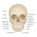 Skull bones, head bones, skull. Borders of the facial skeleton.