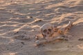 Skull and bones in morning desert Royalty Free Stock Photo