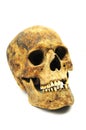 Skull bones of Neolithic age