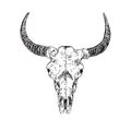 Skull Of Bull With Horns, Hand Drawn Ink Doodle, Sketch, Vector Illustration