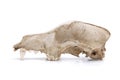 Skull of Canine