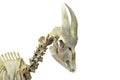 Skull and cervical vertebrae of a goat. A real museum exhibit. Isolated picture for a scientific or veterinary theme..