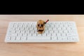 Skull on computer keyboard white over wooden floor. Halloween concept background with copy space add text