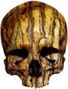 Skull covered with tree bark