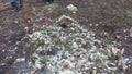 Skull and crossbones of musk-ox in mountains of cold deserted Arctic.