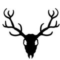 Skull of deer. Hunting trophy with horns. Antler of stag or reindeer. Royalty Free Stock Photo