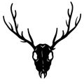 Skull of deer. Hunting trophy with horns. Antler of stag or reindeer. Royalty Free Stock Photo