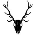 Skull of deer. Hunting trophy with horns. Royalty Free Stock Photo