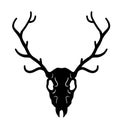 Skull of deer. Hunting trophy with horns Royalty Free Stock Photo