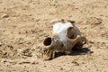 Skull of a dog with the remains of wool lies on the ground in the desert Royalty Free Stock Photo