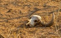 Skull and horns of an African buffalo isolated