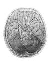 The skull with human brain in section top view in the old book The Human Body, by K. Bock, 1870, St. Petersburg Royalty Free Stock Photo