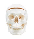 Skull image isolated with clipping path
