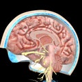 Skull layers and brain