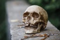 The skull of a man lies on a stone fence, close-up. Royalty Free Stock Photo