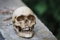 The skull of a man lies on a stone fence, close-up.