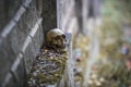 The skull of a man lies on a stone fence, close-up.