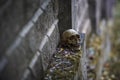 The skull of a man lies on a stone fence, close-up. Royalty Free Stock Photo