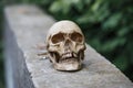 The skull of a man lies on a stone fence, close-up.