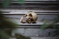 The skull of a man lying on the steps of an old wooden staircase, illuminated by light.