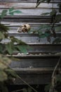 The skull of a man lying on the steps of an old wooden staircase, illuminated by light.