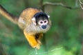 Skull monkey looks up at the sky