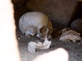 Skull in an open rock grave Andringitra National Park. Madagascar