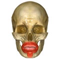Skull with orbicularis oris muscle