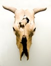 Skull of an Ox