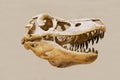 The skull of the predatory dinosaur tarbosaurus Latin: Tarbosaurus bataar isolated on a white background. Paleontology