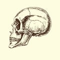 Skull profile, hand drawn doodle, sketch in woodcut style