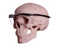 Skull with protection glasses