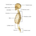 Skull with rib cage Royalty Free Stock Photo